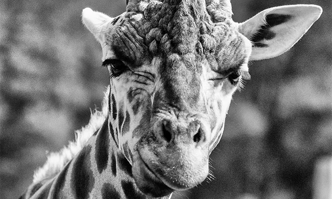 Giraffe Vega Unsure